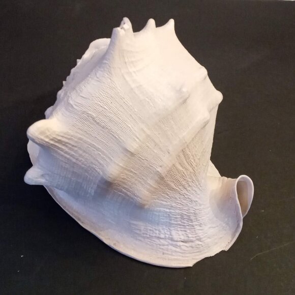 Huge CASSIS CORNUTA Horned Queen Helmet Conch Sea Shell painted blush pink 8x10" - Picture 3 of 8